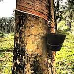 Hevea Tree in Malaysia Collecting Sap for Natural Rubber. Image compliments of Pokok Getah.