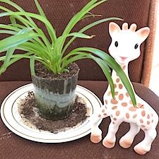 Vulli Sophie the Giraffe with a Plant